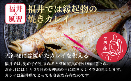 [007-a007]干物 赤がれい 一汐干し 大サイズ 6枚セット 