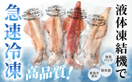 おまかせ定期便 《2ヶ月連続お届け》 計約2kg イカ 三昧！ その時期の一番良いイカをお届けします 急速冷凍 活〆 刺身 ヤリイカ ケンサキイカ アオリイカ 【いか 烏賊 若狭湾 地物 海産物 新鮮 魚介 海鮮 イカ丼 いか丼 焼きイカ 焼きいか 真空パック】 [m36-e006]