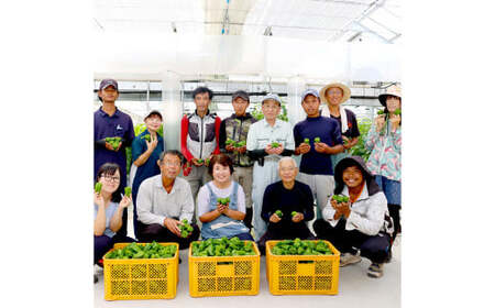 高知県産 植田ファームのこだわりピーマン 2kg ピーマン 甘い 新鮮野菜 サラダ 野菜 おかず 詰め合わせ 絶品 お取り寄せ 美味しい 料理 おうちごはん 新鮮 大容量【株式会社　植田ファーム】 [BQAT002]