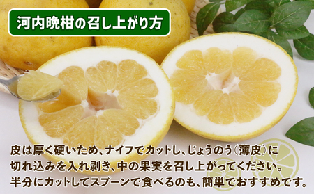 訳あり 河内晩柑 10㎏ 晩柑 陽だまりミカン B010-050007