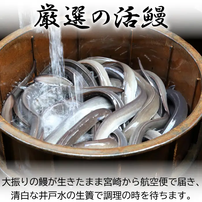 【冷凍】国産 鰻 蒲焼《4尾》 600g以上 タレ・うなぎのミニおつまみ付 〜明治37年創業「本多」〜 | 国産 ウナギ 蒲焼 炭火焼 おつまみ タレ 秘伝 （Ab-015-1）