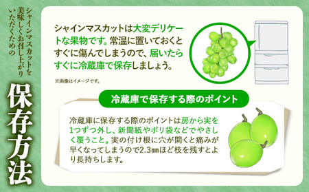 【先行予約】 シャインマスカット 約1.2kg（2房） 《8月下旬-9月末頃出荷》シャインマスカット フルーツ シャインマスカット 期間限定 シャインマスカット 前田果樹園