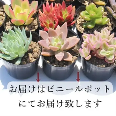 多肉植物 7種類 エケベリアセット 多肉永遠_花・観葉植物 観葉植物・苗木  _【配送不可地域：離島】【1516800】