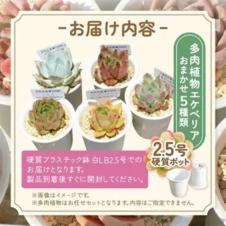 多肉植物5種類 多肉永遠オリジナル名札付きエケベリアセット_花・観葉植物 観葉植物・苗木  _【配送不可地域：離島】【1516862】