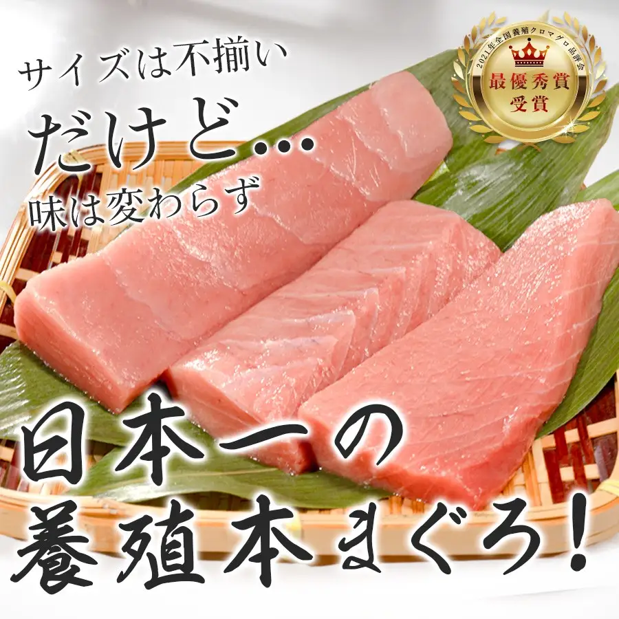 マグロ 訳あり まぐろ 本マグロ 刺身 中トロ 500g 養殖 本まぐろ さしみ 刺し身 ネギトロ ねぎとろ 漬け丼 海鮮丼 まぐろたたき 海鮮セット 柵 年末 年始 正月 高知県 大月町