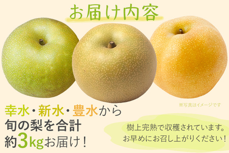 【ふるなびWEEK対象】梨 【先行予約】期間限定 松木果樹園の旬の梨 約3kg  ≪7月下旬～9月上旬に順次出荷予定≫ 幸水 新水 豊水 農家直送 樹上完熟 フルーツ 果物 ギフト 福岡