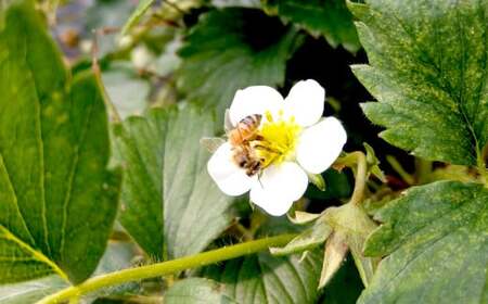 【先行予約】 2年間熟成 希少な日本ミツバチ完熟蜂蜜 150g×3個 はちみつ 蜂蜜