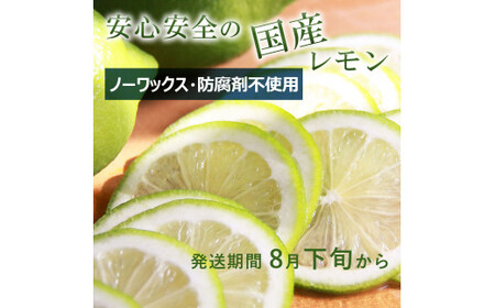 【先行予約】璃の香レモン　約1.5kg　（4?6個）訳ありご家庭用　〈2026年8月下旬?9月下旬頃発送〉  / 果物　柑橘　フルーツ　レモン　高知県土佐市　お取り寄せ 産地直送　おいしい 美味しい　白木果樹園【白木果樹園】 [BQAI023]