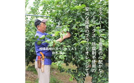 【先行予約】ブラッドオレンジ　約3kg　〈2027年2月中旬?3月中旬頃発送〉  / 果物　柑橘　フルーツ　オレンジ　高知県土佐市　お取り寄せ 産地直送　おいしい 美味しい　白木果樹園【白木果樹園】 [BQAI042]