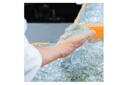 しらす職人が目利きした「釜揚げしらす」１.６ｋｇ(B535-2)