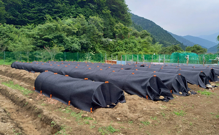 舞茸 岐阜 原木まいたけ1kg 【揖斐川町】 