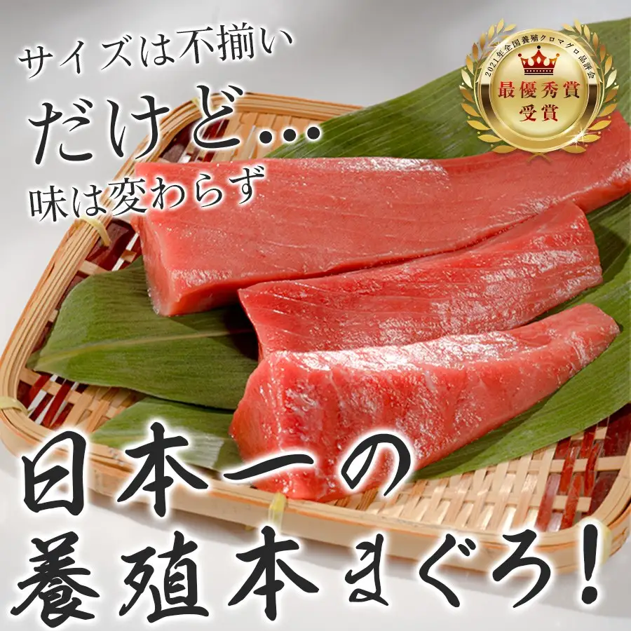 マグロ 訳あり まぐろ 本マグロ 刺身 赤身 500g 養殖 本まぐろ さしみ 刺し身 ネギトロ ねぎとろ 漬け丼 海鮮丼 まぐろたたき 海鮮セット 柵 年末 年始 正月 高知県 大月町