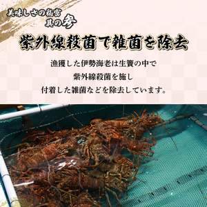 【先行予約】 ＜数量限定＞宮崎県串間産伊勢エビ（約450g）_K027-001