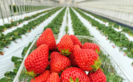 兵庫県播磨町産いちご（化粧箱入）（15～20粒）