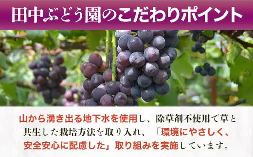 ＜2026年発送分　先行予約受付中！！＞ シャインマスカットと大粒ぶどう詰め合わせ 約1.9~2.1kg（3～4房）シャインマスカット ぶどう詰め合わせ 巨峰 ピオーネ ぶどう ブドウ マスカット 果物 フルーツ 田中ぶどう園 大阪 河内長野 種なし ※シャインマスカットを中心とした種なし皮ごと食べられる品種を詰め合わせ