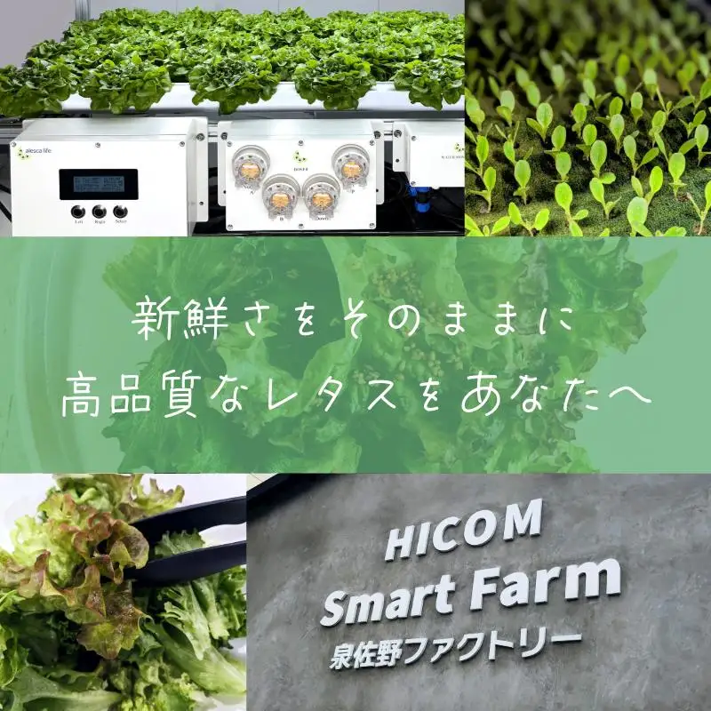【栽培期間中農薬不使用】フリルレタス／レッドフリルレタス／バタビアレタス 食べ比べセット（8袋入り）
