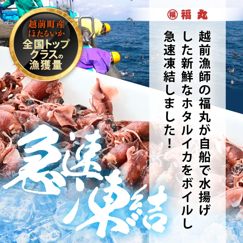 解凍するだけ ! 越前町産 ボイル済 ホタルイカ 計1.5kg（500g × 3P） 急速凍結 冷凍 ほたるいか 全国トップクラスの漁獲量【茹で ボイル 日本海 いか イカ 烏賊 福井県 魚介 海鮮 惣菜 さかな おつまみ 酒の肴 お取り寄せ グルメ 宅飲み 小分け 日常使い】 [e15-a054]