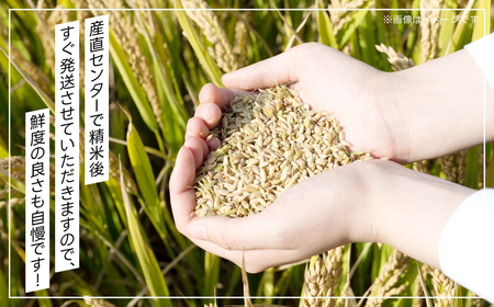 令和7年産 富里市産コシヒカリ ５㎏ TMF004 / こしひかり コシヒカリ 米 こめ コメ 白米 単一米 精米 うるち精米 5kg もっちり 柔らか うまみ 旨味 うま味 日本食 鮮度自慢 産直 産地直送 J A富里 農協 千葉県 富里市 千葉産 千葉県産 ちば とみさと トミサト 富里 