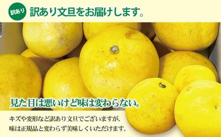 【先行予約】【訳あり】土佐文旦（ぶんたん）家庭用（M～5L）約3kg 〈2027年2月中旬～発送〉 文旦 3キロ 土佐文旦発祥の地 産地直送 約4～10玉 大玉 ぶんたん 訳あり【株式会社とさもん】 [BQAE043]