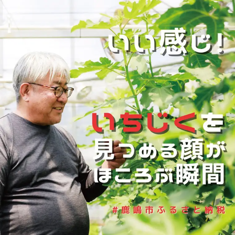 イチジク苗木　1年物【なえぎ 観葉 植物 いちじく 自宅 ポット ドーフィン 茨城県 鹿嶋市】（KAE-7）
