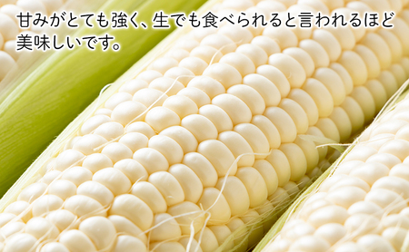 2026年夏～発送 富良野を堪能！贅沢 定期便 年3回  北海道 富良野産 とうもろこし メロン かぼちゃ 野菜 ふらの とうきび