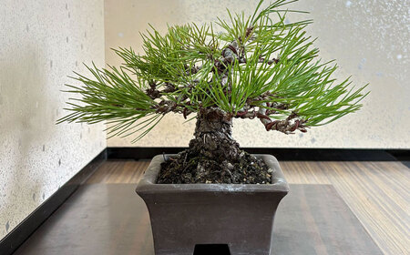 緑の芸術盆栽（小型サイズ）/ 盆栽 ぼんさい 盆栽松 松 盆栽鉢 初心者 観葉植物 ミニ盆栽 インテリア 室内 癒し 和モダン 庭木 門出 お祝い プレゼント ギフト / 稲沢市 / 芳津園 [BMAI001]