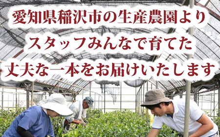 椿 「玉之浦-たまのうら-」 5号鉢 苗木 / 植物 椿名花 花 苗 鉢植え / 稲沢市 / 椿園株式会社 [BMBI007]