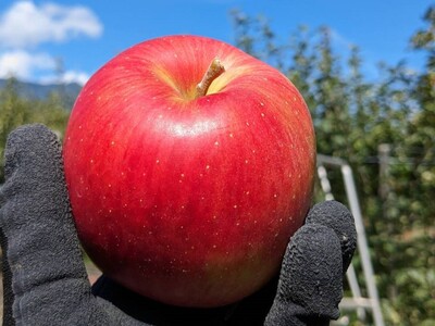 KR01 りんご シナノスイート 贈答【大玉】約5kg（8～13玉） / 10月中旬頃～配送予定 // 長野県 南信州 松川町産 ギフト りんご リンゴ 林檎 シナノスイート  農家直送 農家支援 産地直送