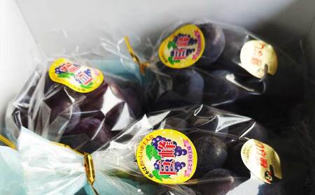 【先行予約】 熊本県 宇城市産 巨峰 2～3房 約1kg【ギフトボックス】【2026年7月下旬～8月上旬頃発送予定】ギフト ぶどう ブドウ 葡萄 大粒