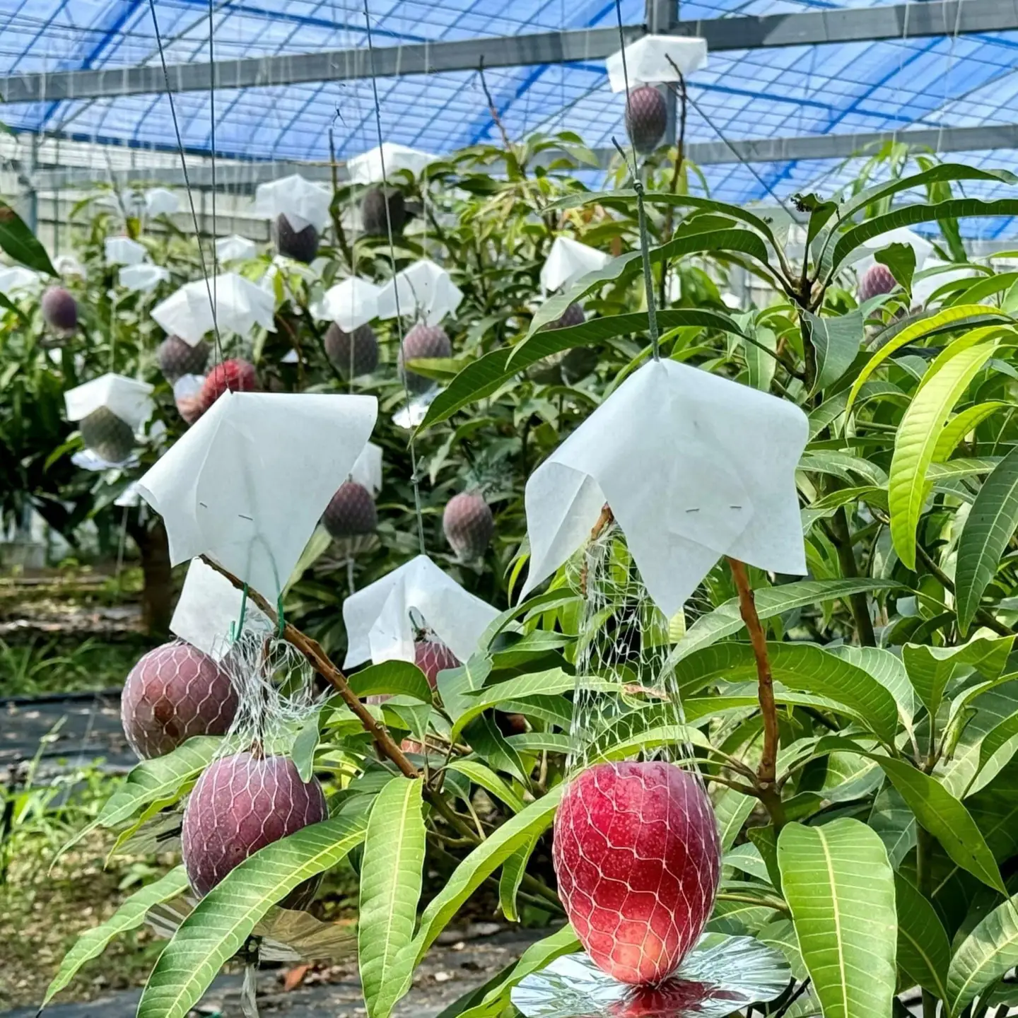 【2026年発送】奄美 加計呂麻島 完熟マンゴー 家庭用 約1kg（2～3玉入り）| マンゴー