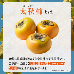 【訳あり品】【10月発送】池尻農園 太秋柿 5 ～ 9玉 約 1.8kg ご家庭用_訳あり品 10月より順次発送 池尻農園 太秋柿 5 ～ 9玉 約 1.8kg ご家庭用 柿 10月 最盛期 完全甘柿 早生品種 大玉 甘み 強い シャキシャキ 食感 条紋 美味しさ 際立つ 種 少ない 食べやすい 人気 国産 九州産 フルーツ 果物 お取り寄せ 福岡県 久留米市 〔Fk015〕