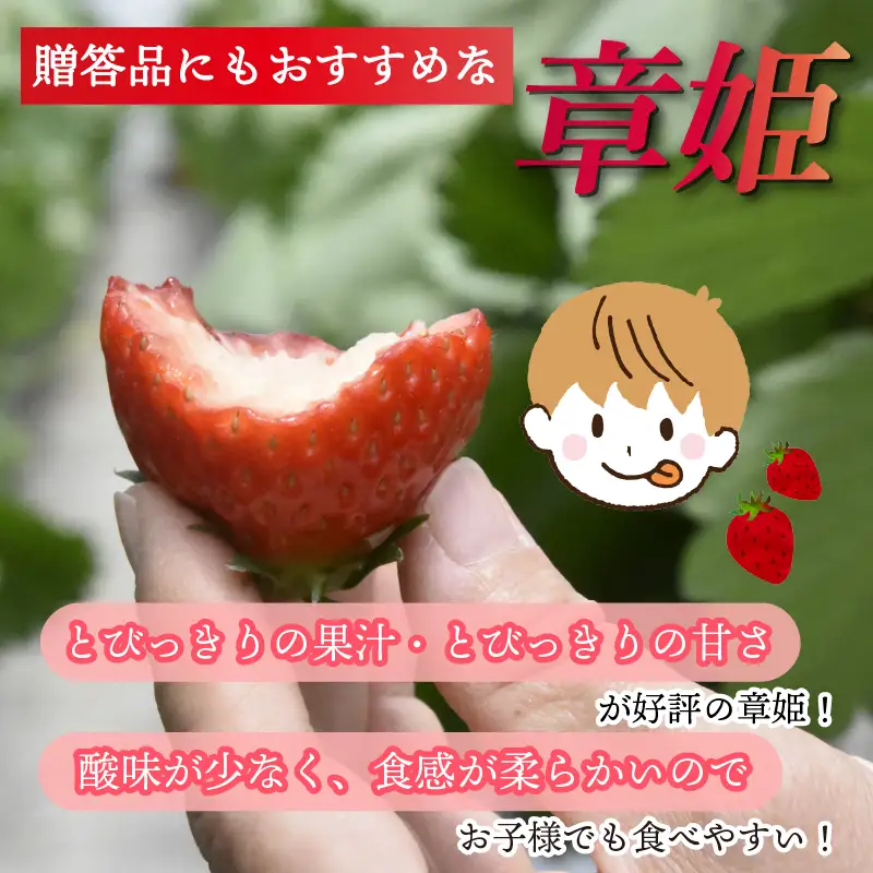 【2027年1月中旬以降発送】 いちご 章姫 (特大粒) 480g前後（240g×2） イチゴ 苺 いちご