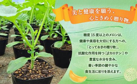 【令和8年産】富良野 高糖度 赤肉メロン 1玉 約1.8kg ～ 2.3kg うっちーfarm 北海道 メロン フルーツ 果物 デザート上富良野産