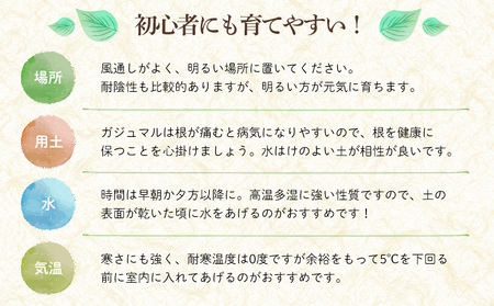 観葉植物『feliceフェリーチェ』ガジュマル＆ erba エルバ【名護産植木鉢SDGｓ】 観葉植物 やちむん 観葉植物 ガジュマル 観葉植物 インテリア 観葉植物 国産 観葉植物 陶器