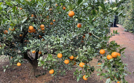 【2027年 先行予約】共選タンカン　約10kg（秀品・白箱） たんかん なご 国産 県産 おきなわ 厳選 ギフト 甘い あまい 魅力 お土産 食べ物 美味しい 取り寄せ ご当地 オキナワ 南国 トロピカル 旨味