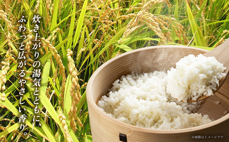 米 沖縄 令和8年産 羽地米(ひとめぼれ) 5kg 名護