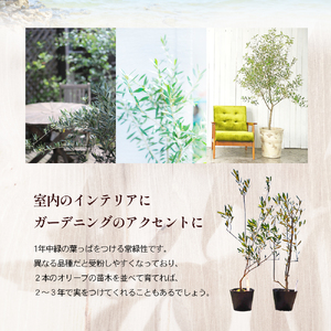 【 小豆島 】小豆島のオリーブ苗木 2本セット（中） 植物 観葉植物 インテリア オリーブ 苗木 香川 香川県 土庄 土庄町