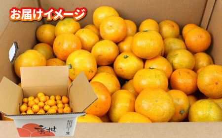 訳あり 小玉 みかん 9kg サイズ 不揃い 植村農園 小玉 B010-153010