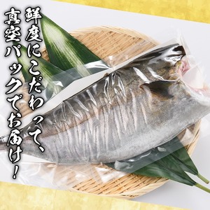 鮮度抜群！鹿児島県産カンパチ(片身分・1～1.5kg) 国産 刺身 鹿児島産 魚貝 魚介 海産物 刺身 かんぱち カンパチ 焼き魚 煮つけ【さるがく水産】akn028-28