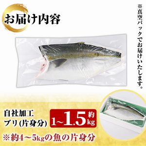 鮮度抜群！自社加工ブリ(片身分・1～1.5kg) ブリ 鰤 魚貝 魚介 海産物 刺身 焼き魚 煮つけ 真空パック【さるがく水産】akn028-24