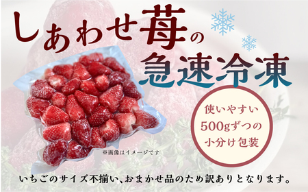 【2026年5月より発送】 《 訳あり 》 冷凍いちご 品種おまかせ 1kg (500g × 2p) 簡易梱包 サイズ 不揃い のため 訳あり 訳アリ フルーツ 果物 苺 いちご 紅ほっぺ よつぼし かおり野 イチゴ アイス ヨーグルト 苺 family農園watanabe 子ども 小分け 家庭用 国産 産地直送 岐阜県 本巣市 1万 10000円 [mt1505]