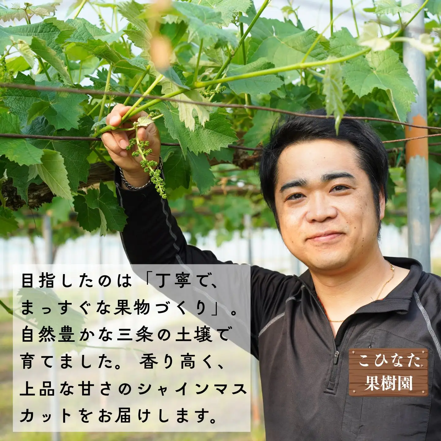 大房シャインマスカット 1房 約600g [2026年発送分] 令和8年産 シャインマスカット 新潟県三条市 果物 こひなた果樹園]