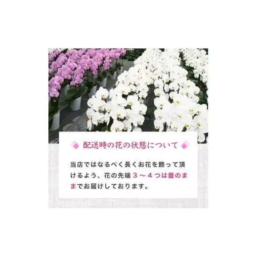 【 胡蝶蘭 】 胡蝶蘭3本 白