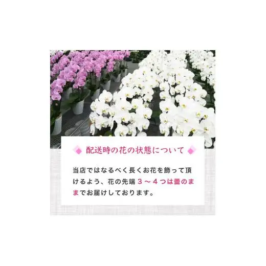 胡蝶蘭 5本立て 白 ハイグレード