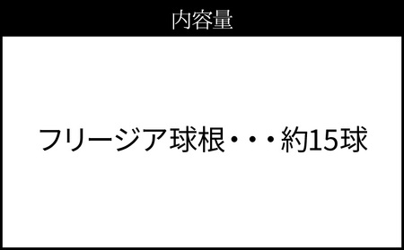 ■薫り高い可憐な花を咲かせます。フリージア球根 約15球入 W008-016u 雑貨 日用品 花