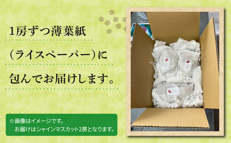先行受付2026年発送【おぎはら園】農家直送！朝採れシャインマスカット２房（約１kg）※2026年9月下旬～10月上旬順次発送