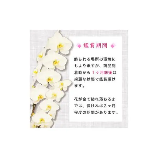 【訳あり】胡蝶蘭 3本立て 白 スタンダード お祝い 須崎洋蘭園 SY016