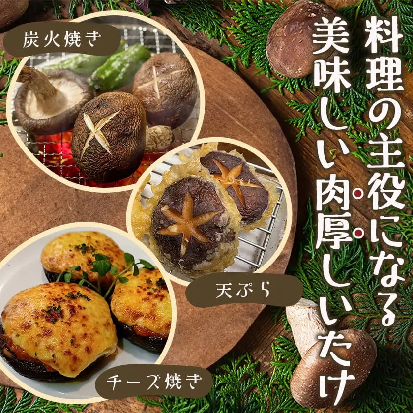 都城産朝採れ肉厚生しいたけ〔AA-8701〕_(都城市) 特製みそだれ付き 朝採れ生椎茸 約400g×1袋・約200g×2袋 計800g どんこ椎茸 贈り物・ギフトにも 国産 宮崎県産 チーズとも相性抜群 山之口町産 冷蔵保存 冷凍保存可