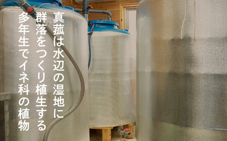 【定期便】真菰（まこも）乳酸菌液　1.5L×2本　12ヶ月定期便【n0510-12_nyu】
