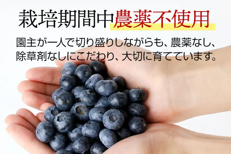《7月中旬～8月中旬発送》栽培期間中農薬不使用 ブルーベリー 約350g×3個 ベリーガーデン